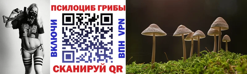 Псилоцибиновые грибы Psilocybine cubensis  Купить  Каргат 